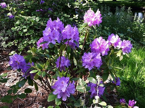 36 Types of Violet Flowers | Best Violet Color Flowers 13