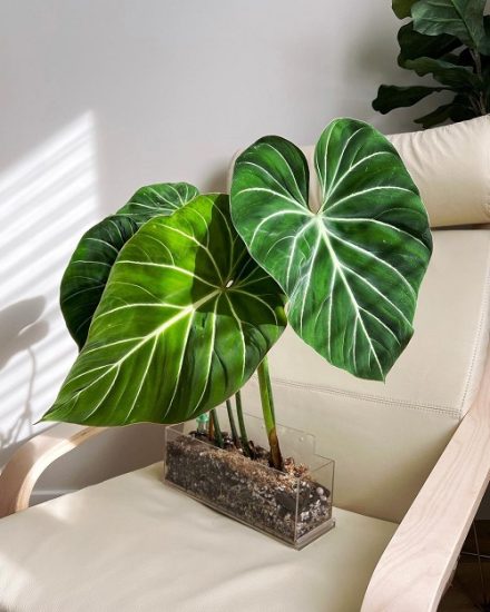 how-to-grow-philodendron-gloriosum-philodendron-gloriosum-care