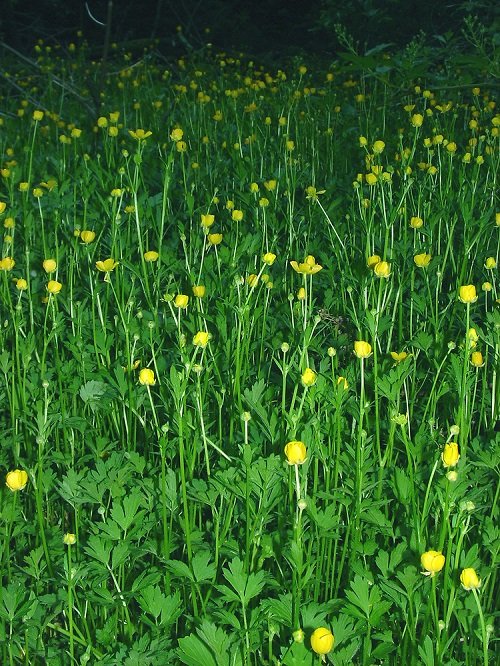 33 Weeds with Yellow Flowers | Common Yellow Weeds 6