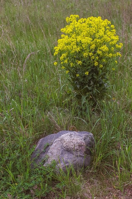 33 Weeds with Yellow Flowers | Common Yellow Weeds 3