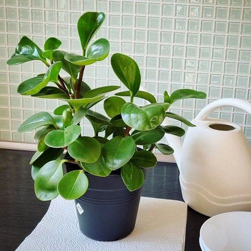 Plants that Grow Without Sunlight-Peperomia 