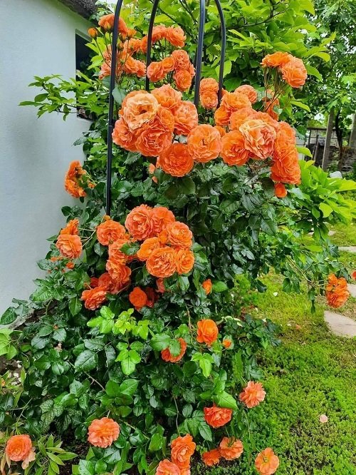 Best Climbers and Vines with Orange Flowers 6