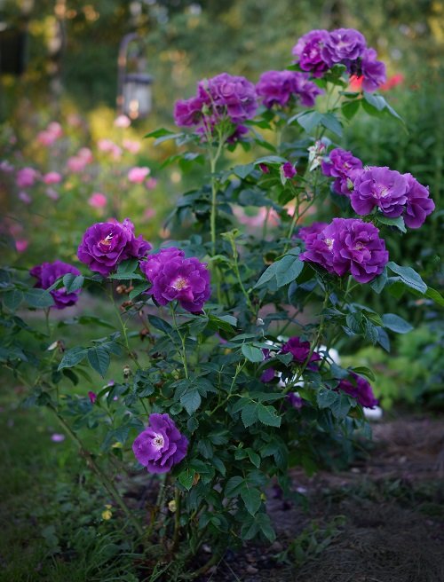 36 Types of Violet Flowers | Best Violet Color Flowers 15