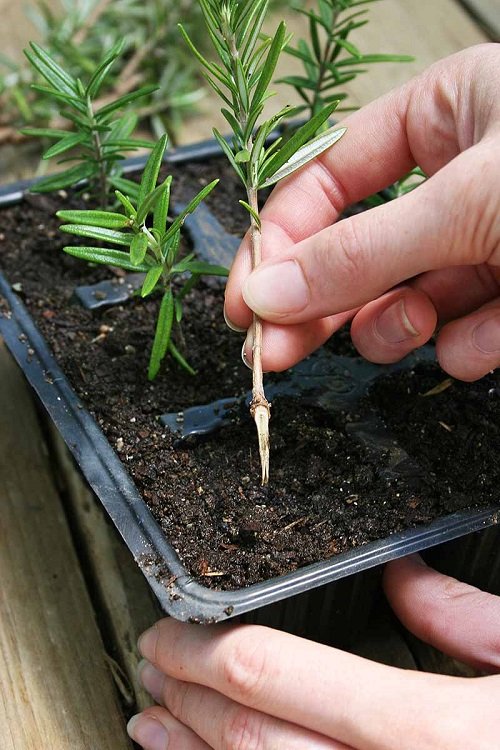 5 Best Herbs That You Can Easily Grow from Cuttings 3