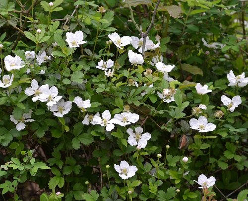 Vines with White Flowers 1