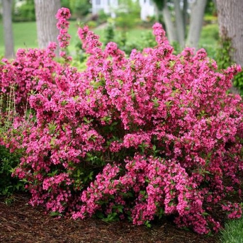 Bushes with Pink Flowers 12
