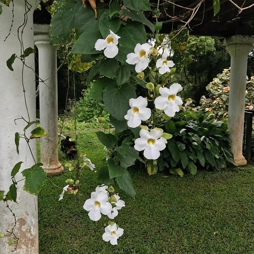 Vines with White Flowers 3