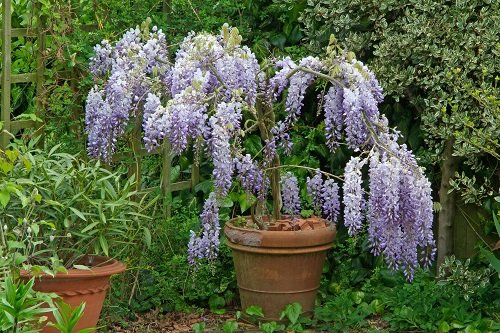 36 Types of Violet Flowers | Best Violet Color Flowers 6