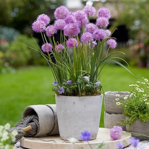 Best Lavender Flowers 11