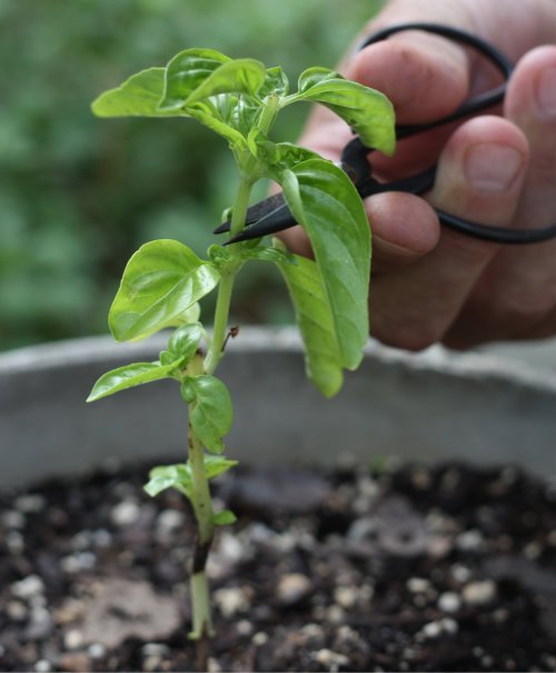 5 Best Herbs That You Can Easily Grow from Cuttings