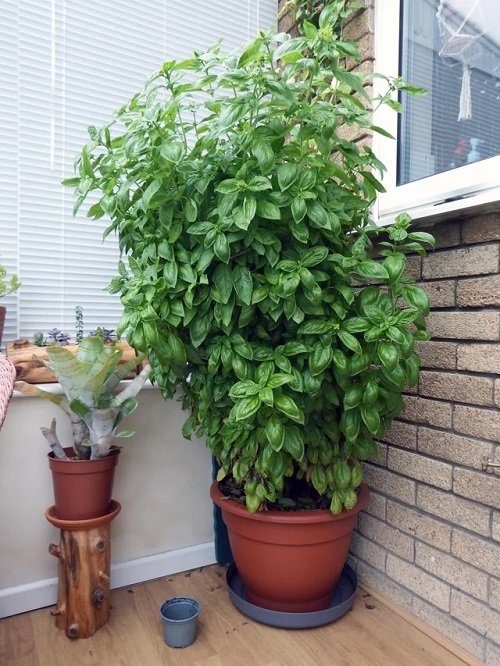 How to Grow Big Basil Plant Like a Shrub