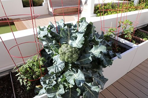 14 Vegetables to Plant in Late Summer in Containers 6