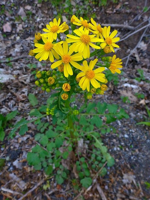 33 Weeds with Yellow Flowers | Common Yellow Weeds 11