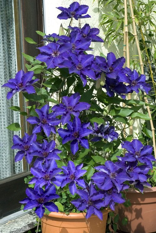 Best Clematis With Blue Flowers