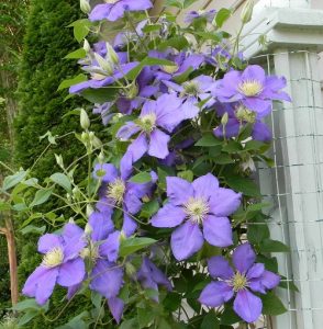 20 Best Clematis With Blue Flowers | Balcony Garden Web