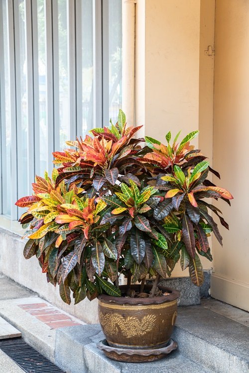12 Best Places to Keep Croton Plants in Home 6