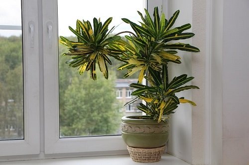 12 Best Places to Keep Croton Plants in Home 3