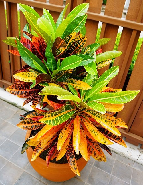 Plants with 4 Color Leaves 1