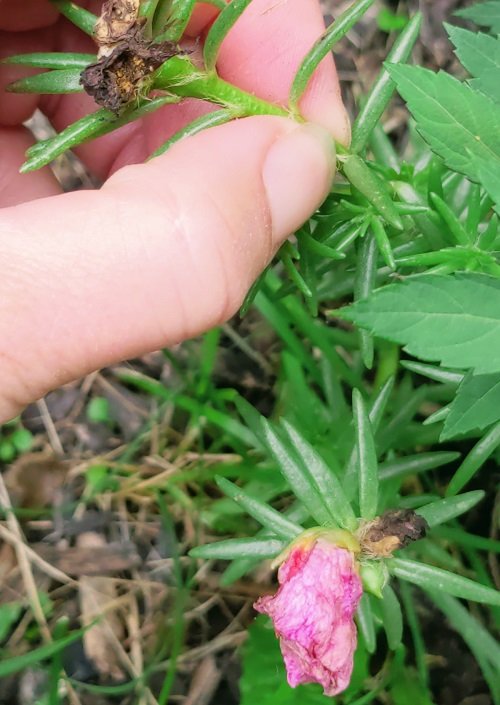 Best Portulaca Growing Tips | Moss Rose Growing Secrets 5