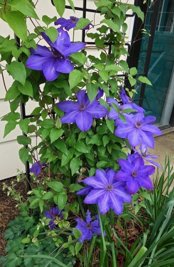 20 Best Clematis With Blue Flowers | Balcony Garden Web