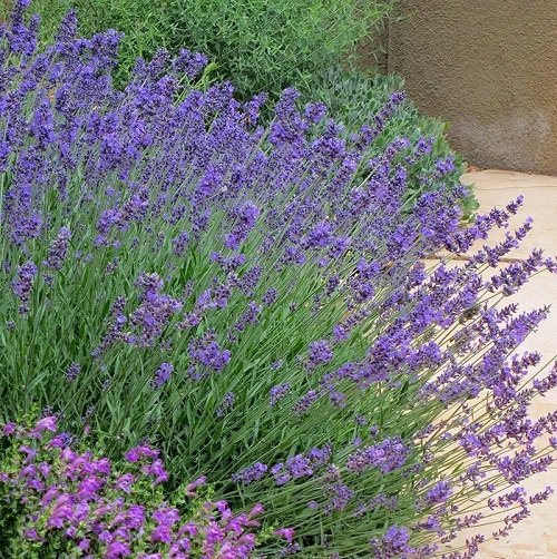 Types of Lavender in rock garden