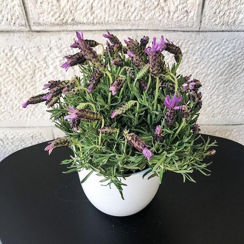 Best Types of Lavender 5