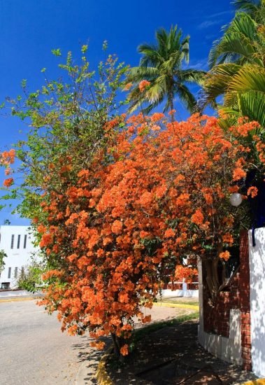 14 Best Climbers and Vines with Orange Flowers | Balcony Garden Web