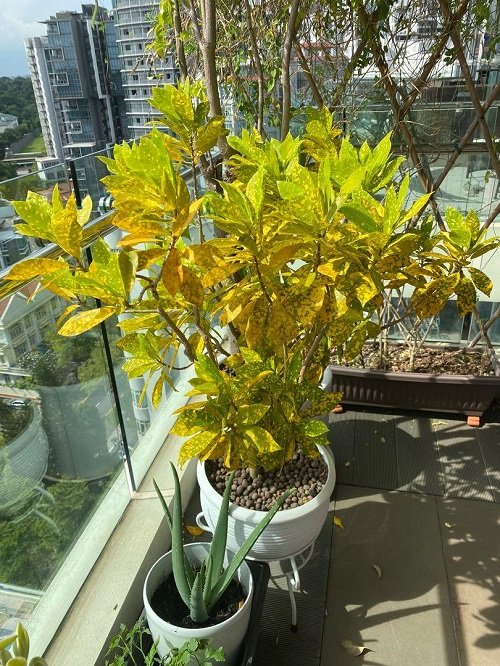 12 Best Places to Keep Croton Plants in Home 5