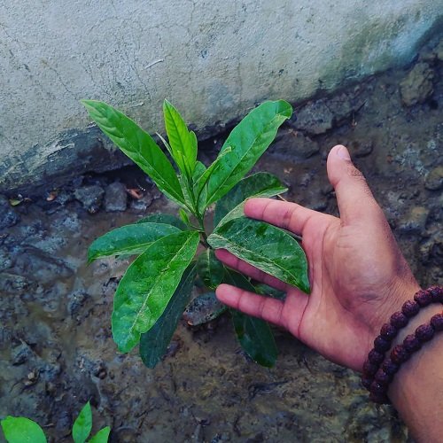 How to Grow Rudraksha Tree 2
