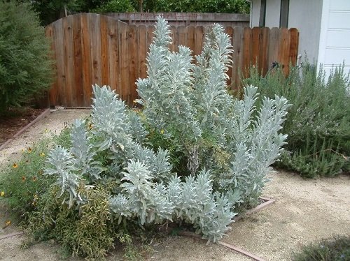 Varieties of Sage to Plant in Your Garden 5