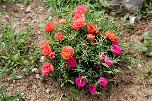 Best Portulaca Growing Tips | Moss Rose Growing Secrets 2