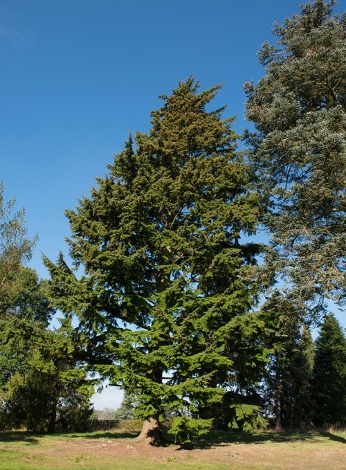 State Tree of Washington