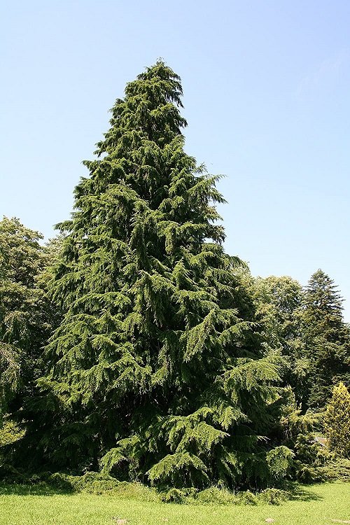 State Tree of Washington 2
