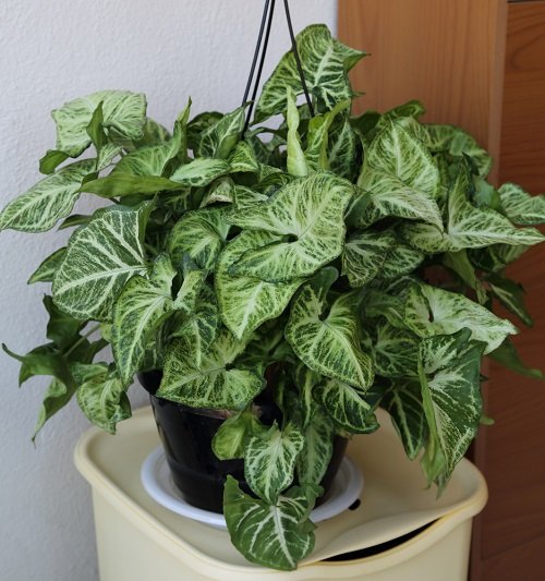 Plants that Grow Without Sunlight-Arrowhead Plant