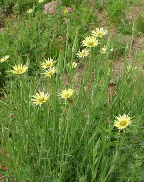 33 Weeds with Yellow Flowers | Common Yellow Weeds 7