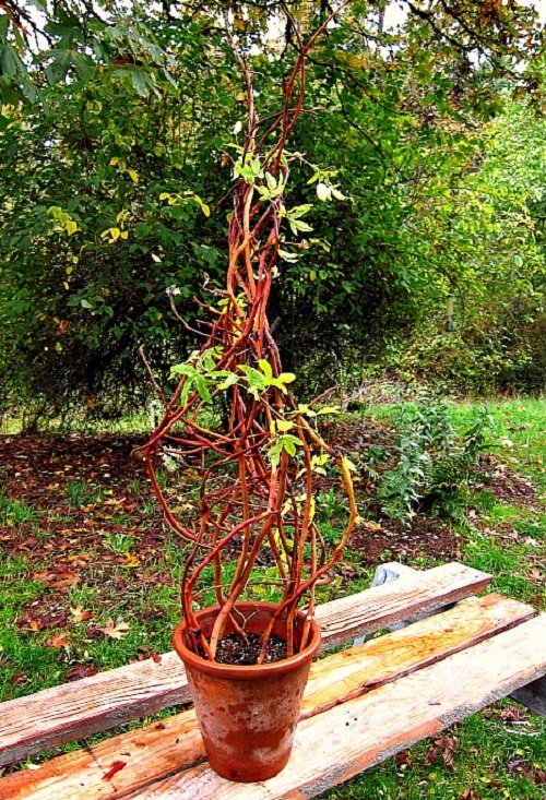 DIY Plant Trellises for Pots