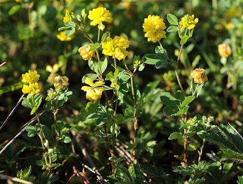 33 Weeds with Yellow Flowers | Common Yellow Weeds 10