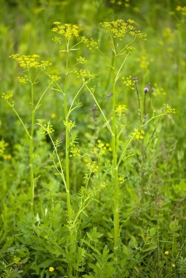 33 Weeds with Yellow Flowers | Common Yellow Weeds