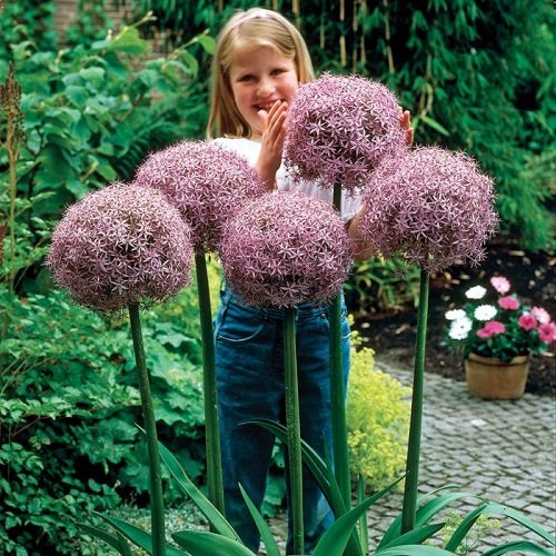 Plants that Grow Big and Huge Flowers 3