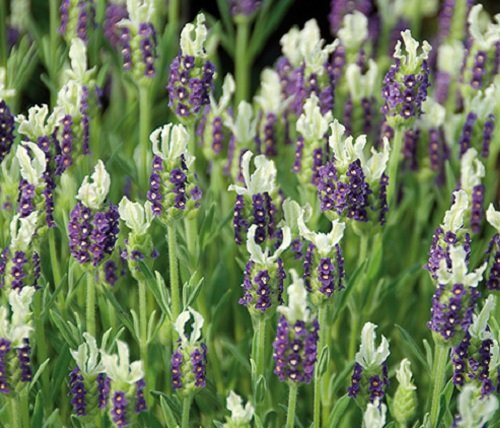 Best Types of Lavender 10