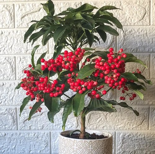 Houseplant with Red Berries 2
