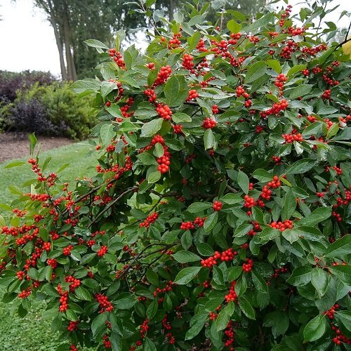 26 Beautiful Shrubs and Bushes with Red Berries 1