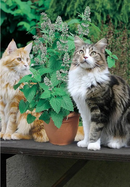 46 Best Cat Garden Plants | Cat Friendly Indoor Plants 