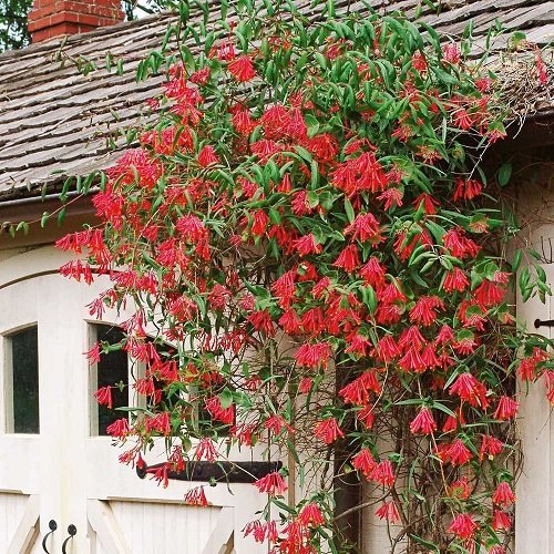 14 Best Vines and Climbers with Red Flowers 1