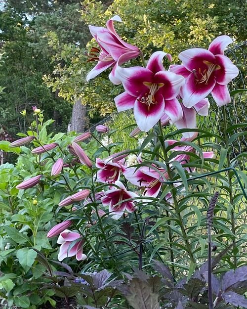 Most Fragrant Lilies 5