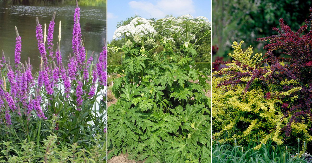 Most Invasive Plants If You See Them Remove Immediately