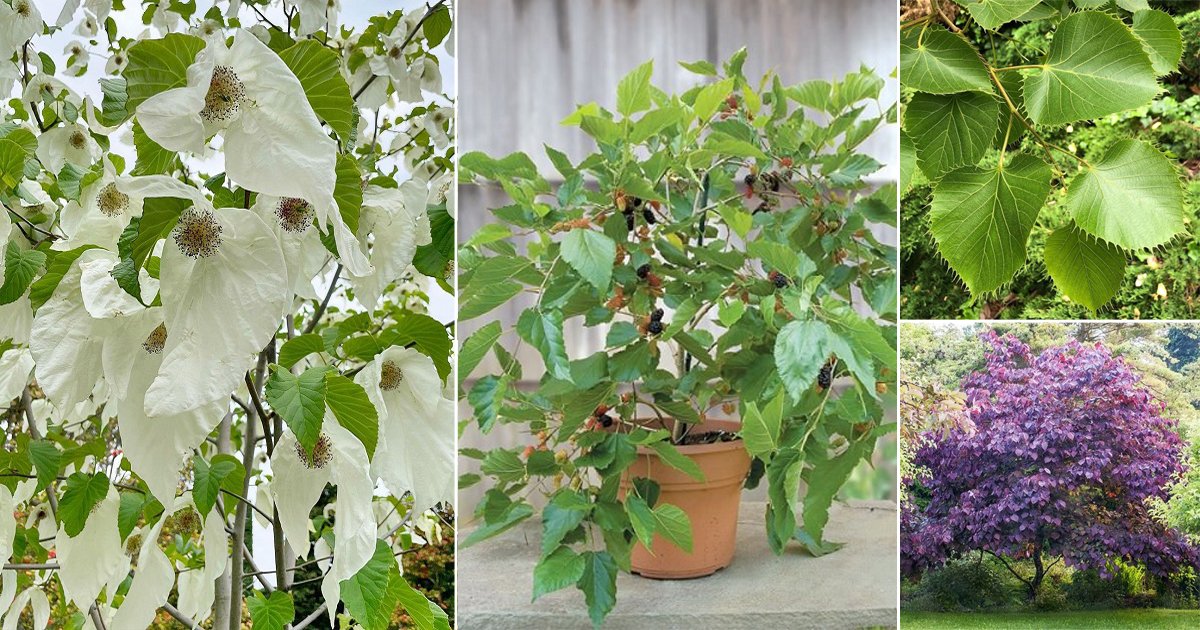 15 Beautiful Trees with Heart Shaped Leaves