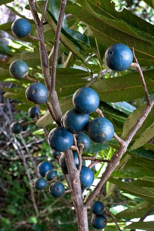 Best Blue Fruits 7
