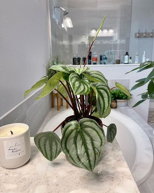 Best Plants for Bathroom 8