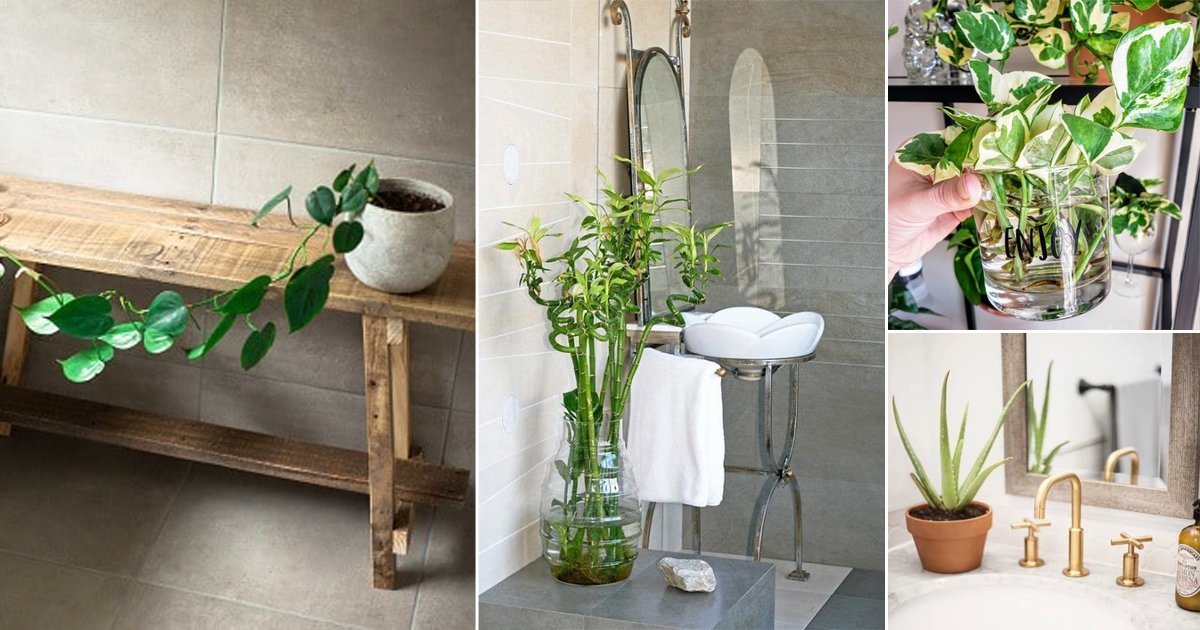 16 Best Windowless Bathroom Garden Web